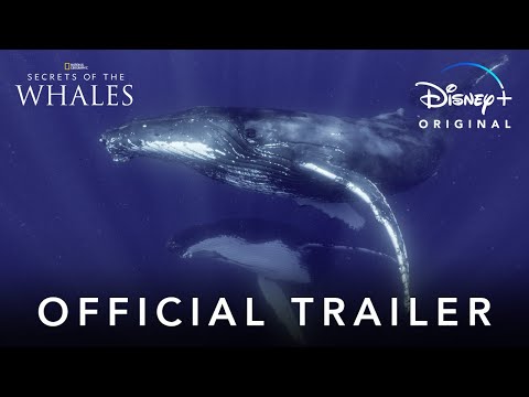 Secrets of the Whales | Official Trailer | Disney+