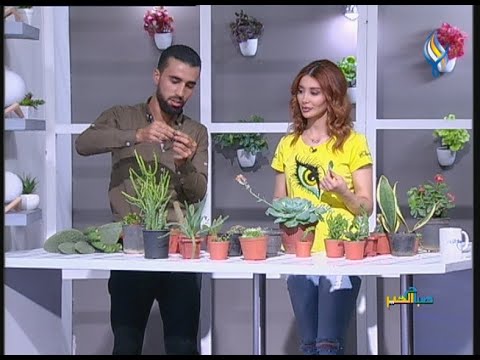 فيديو: لماذا اللوفوفورا غير قانوني؟