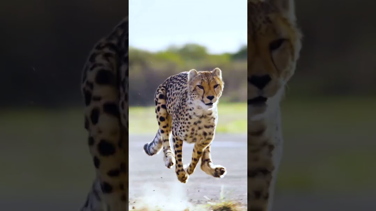 world 🌎 fastest car vs ceeta #