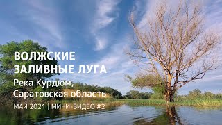 Волжские заливные луга и река Курдюм. Май 2021. Саратовская область