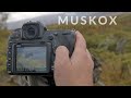 THREE days in the mountains || WILDLIFE PHOTOGRAPHY || Muskox, reindeer, moose and landscapes.