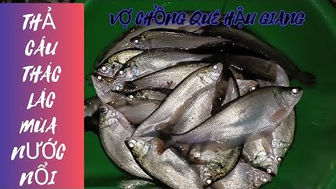 THẢ CÂU THÁC LÁC TRONG RUỘNG SEN MÙA NƯỚC NỔI . Tập 24