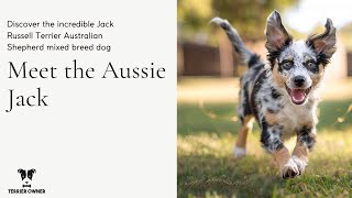 Aussie Jack: Jack Russell Terrier Australian Shepherd Mix Breed Dog
