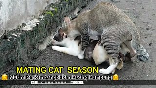 kucing kawin || mating cat season 21 desember 2021