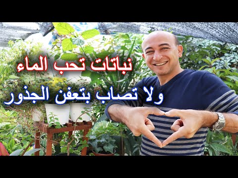 فيديو: نباتات ضد الاشعاعات الضارة بالمنزل