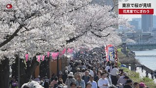 【速報】東京で桜が見頃 花見客でにぎわう