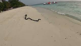 Exploring Maldives 19: Snake or not a snake?