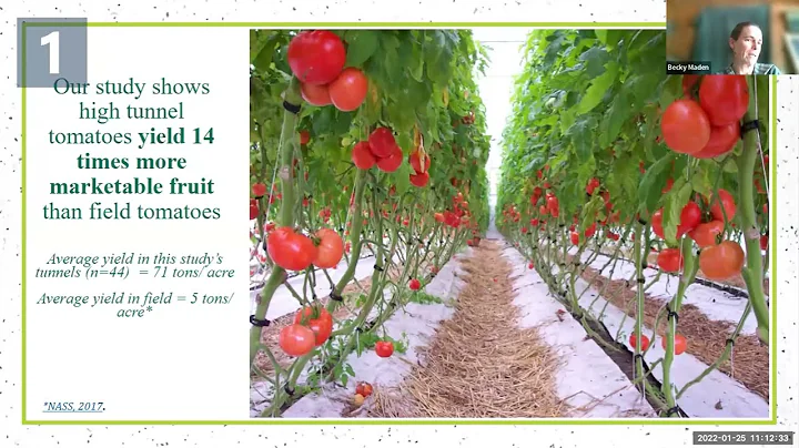 Managing High Tunnel Tomato Nutrition | Research Nugget