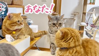 調子に乗って息子にちょっかい出したら妻に怒られたのん #猫 #マンチカン