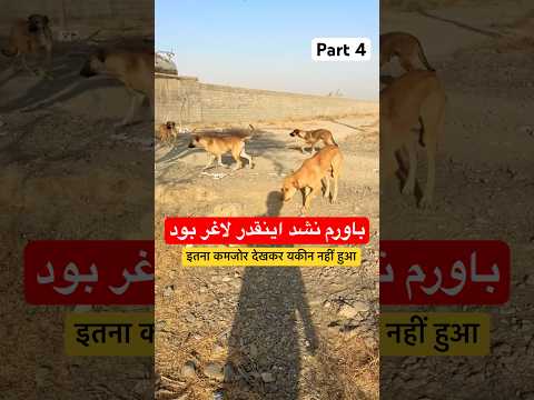 این سگ فقط یک لقمه می خواست              