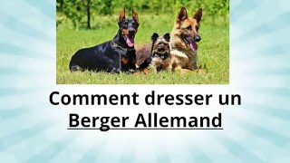 Vidéos Berger allemand, chiens de race Berger allemand en Vidéos Berger allemand, chiens de race Berger allemand en