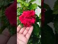 #flowers #ytshorts #plantsofindia #garden #explore  #sukoon #motivation