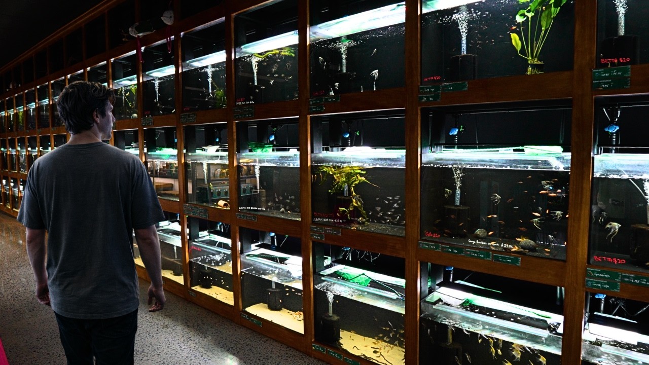 Full Tour of My New Fish Store