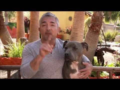 camera iphone 8 plus apk Cesar Millan coming to PLC Singapore