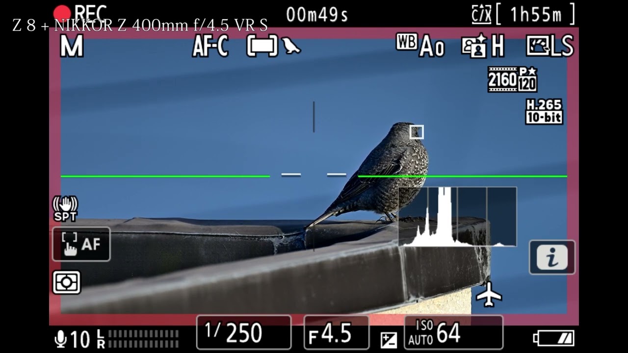 ニコン Z 8 被写体検出「鳥」 - YouTube