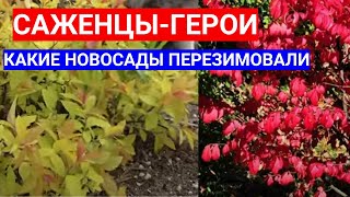 Эти 10 Декоративных Растений Отлично Зимуют И  Украшают Сад