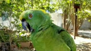 Yah-kee the Parrot Singing by Happy Birds 557 views 4 years ago 33 seconds