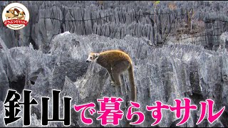 【世にも奇妙】マダガスカルの針山に暮らすサル何を食べてる針山の底に降りてみると衝撃の光景【どうぶつ奇想天外WAKUWAKU】