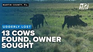 Udderly Lost: Investigators seek owner of wandering cows found by canal