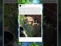 😹✨ Inside the Catnip Cage: Pure Feline Paradise!