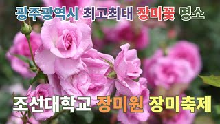 조선대학교 장미원 영상