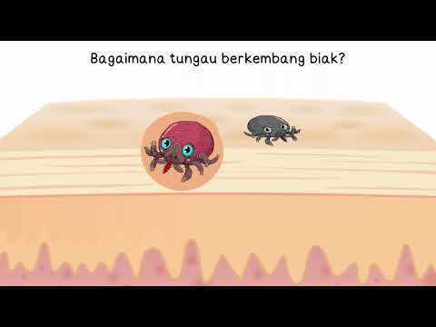 Video: Dari manakah hama kurap berasal?