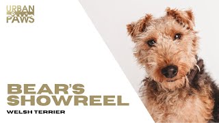 Bear  Welsh Terrier  Showreel