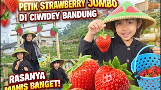 PETIK STRAWBERRY JUMBO DI CIWIDEY BANDUNG 😍 | REVIEW GARDEN BERRY - KEBUN STRAWBERRY BANDUNG