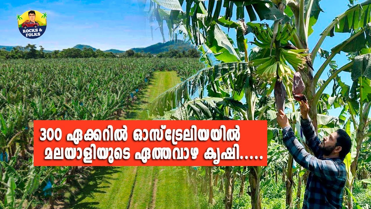 വാഴപ്പഴ കൃഷി വിദ്യകൾ Ausgrow Farm cairns, വാഴ കൃഷി രീതി അറിയാം Vazha