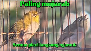 Kombinasi pas bikin cepat Gacor. pleci Ngalas kombinasi pleci betina ngecir.bikin pleci cepat gacor