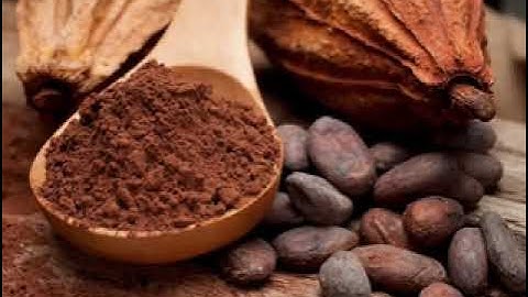 Cocoa Flavanols and Mitochondrial Function Review