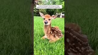 This man rescued a baby deer from drowning in the pool | #shorts