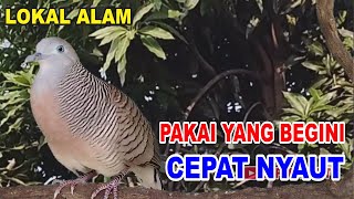 Perkutut lokal gacor dari alam bebas berani PUTAR nyaut