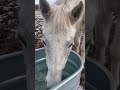 Horses do this when they drink