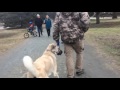 Training | Dog reactivity on walks with humans, other dogs | Solid K9 Training Dog Training Training | Dog reactivity on walks with humans, other dogs | Solid K9 Training Dog Training