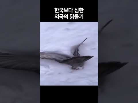 나만없는 동물들