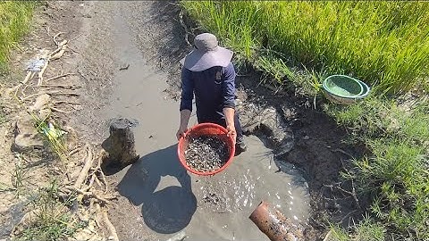 Giải cứu cá rô đồng mắc cạn (T131)