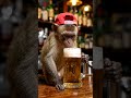 monkey drinking beer 🍺🍺