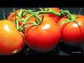 Tomatoes Timelapse