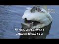 نونية ابن القيم الكافية الشافية
