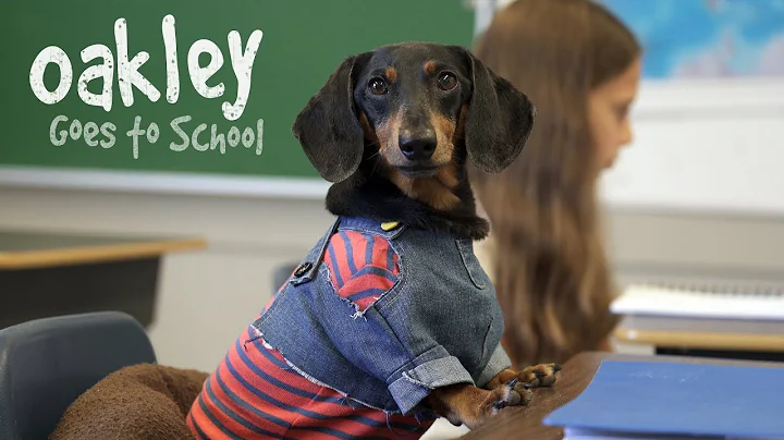 Ep 10: OAKLEY GOES TO SCHOOL - Cute Dog Video Scho...