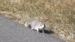 Delmarva Fox Squirrel Close-Up at Blackwater NWR