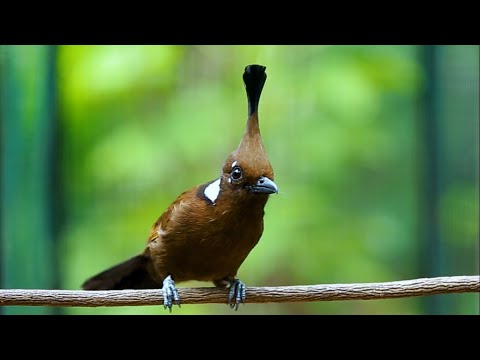 MASTERAN CILILIN GACOR AUDIO JERNIH DURASI PANJANG