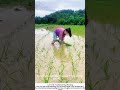 Hand Transplanting Rice – The Ancient Art of Bending 🌾🧑🌾