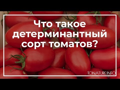 Видео: Что такое детерминантный помидор?
