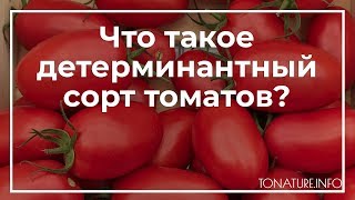 Что такое детерминантный сорт томатов? | toNature.Info