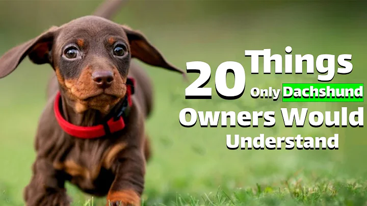 20Things Only Dachshund Owners Would Understand