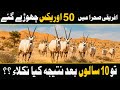 When 50 Arabian Oryx left Into african Desert