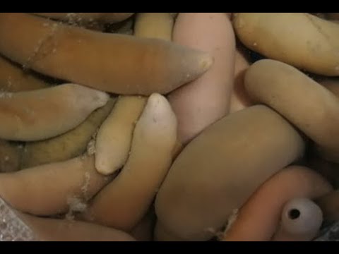 robaki morskie penis