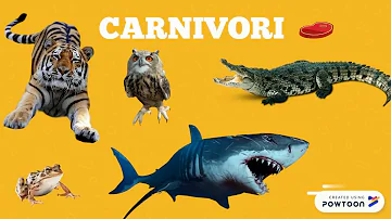 Quanto si paga allo Zoosafari di Fasano?